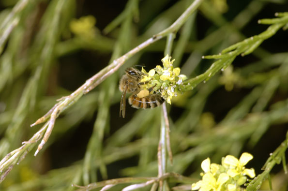 Honey bee on a flower.