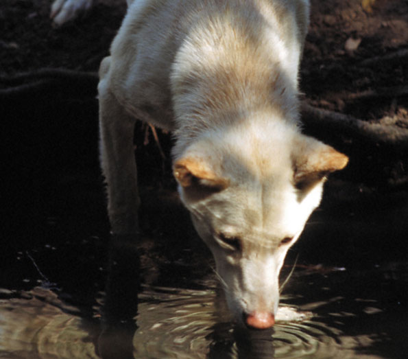 Dingo drinking from a pool.