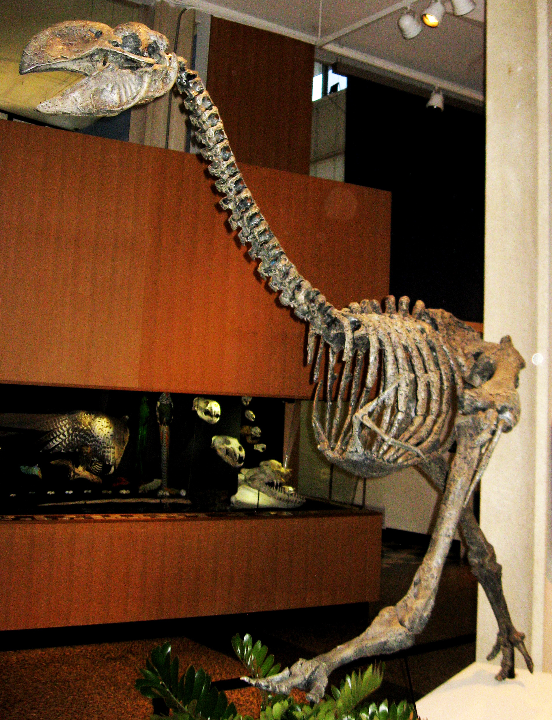 Fossil cast of a Dromornis stirtoni skeleton.