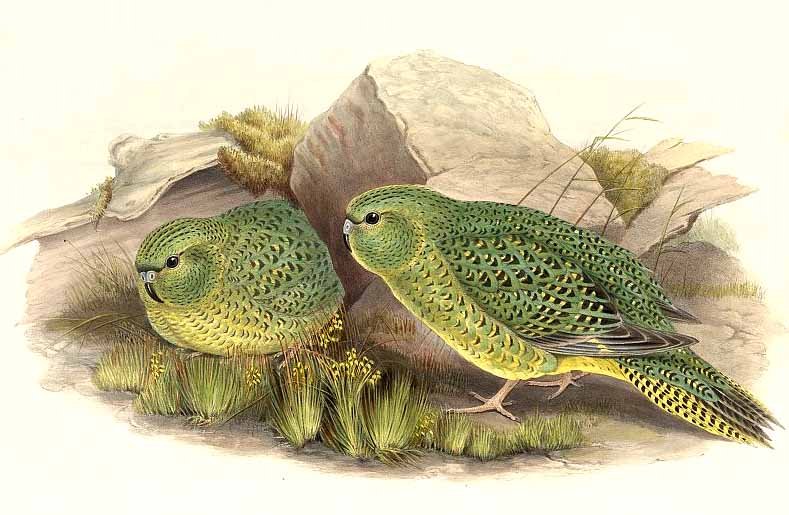 Drawing of two night parrots.