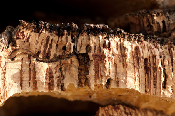 Cross-section of cork bark.