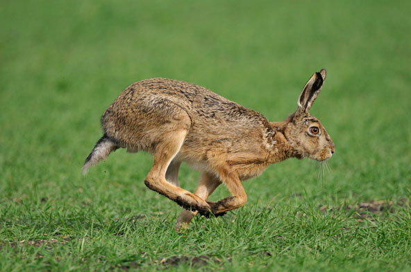 A European hare.