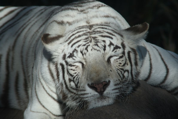 Sleeping white tiger.