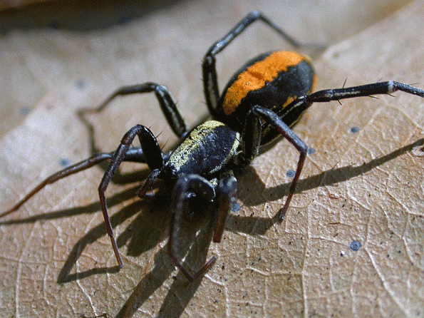 a large black spider with an orange back.