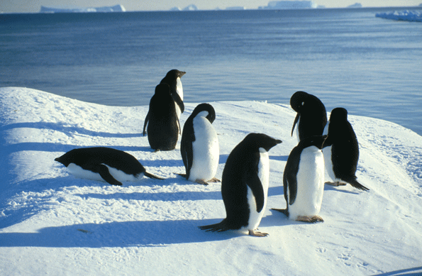 Adelie penguins in the Antarctic.