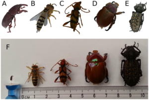 3D models of insects above the actual insect specimen.