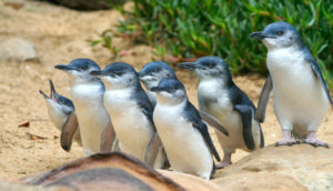 Little penguins