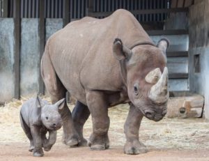 A big rhino and a baby rhino.