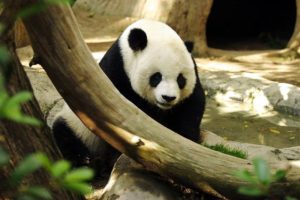 A panda sitting behind a branch.