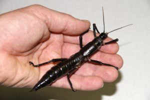 A large insect on a person's hand