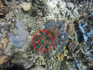 A coral reef. tHere is a spiky starfish with targets drawn on it.