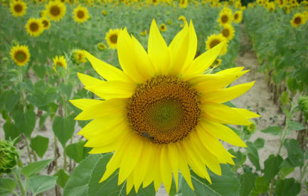 A sunflower, in a field of sunflowers.