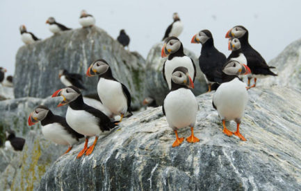 Several puffins sitting on a poo-stained rock.