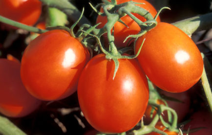 A bunch of rite tomatoes on a bush.