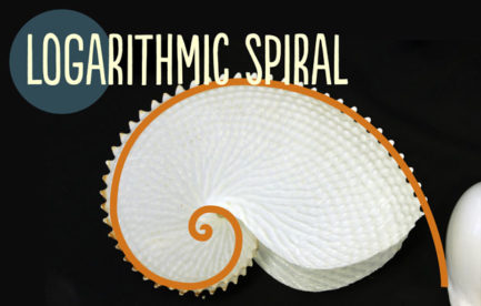 A white spiral shell, with a mthematical spiral drawn over the top.