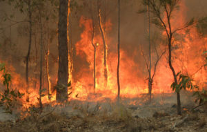 a bushfire