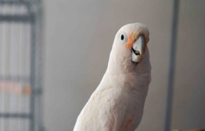 a cockatoo