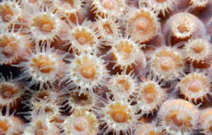 Photo of brown and white star like coral polyps clustered closely together.