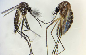 Image of two mosquitoes.