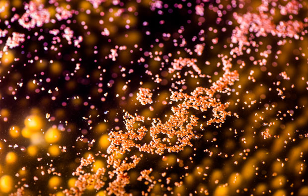 Image of hundreds of tiny coral polyps floating in the water.
