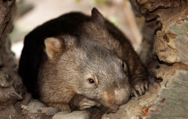 Picture of a wombat in a hollow log.