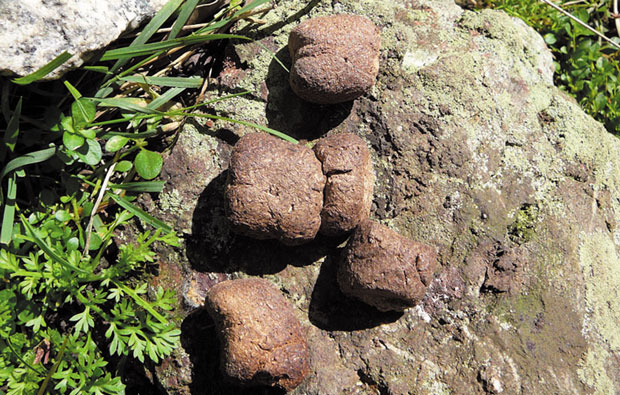 Five cube shaped wombat poos on a rock.
