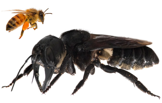 Image of a giant bee and a smaller honey bee.
