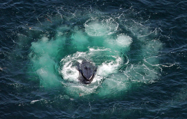 Image of whale in a ring of bubbles.