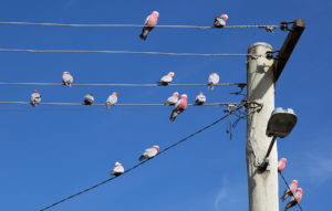 Pink and grey galahs sitting on powerlines