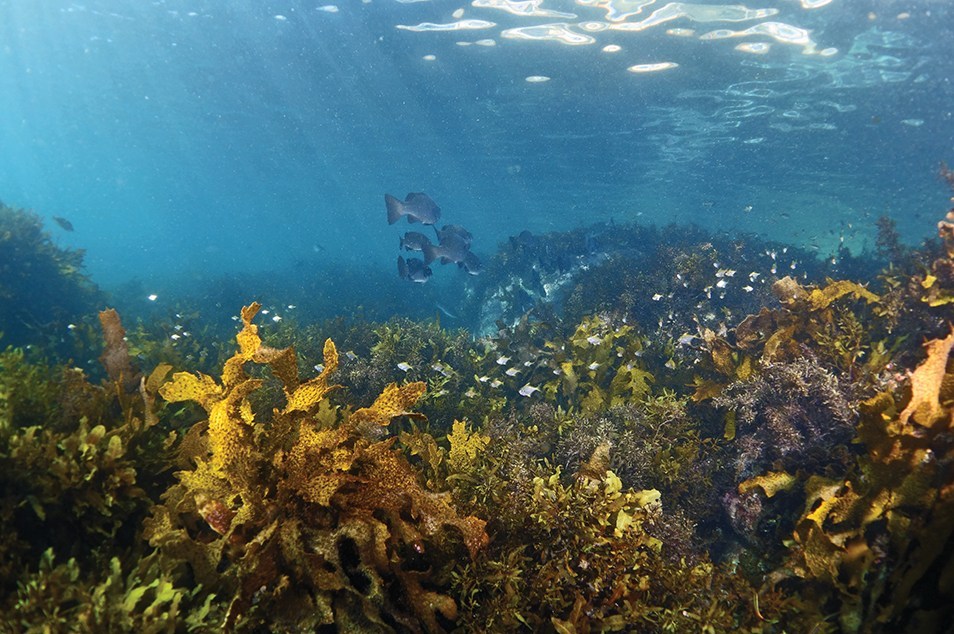 seaweed and fish under the sea