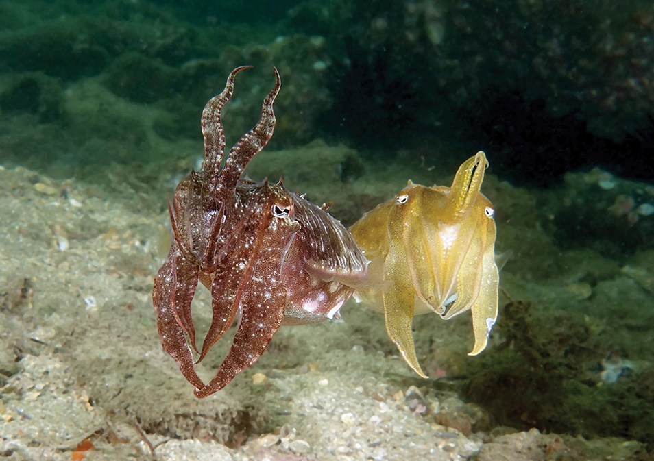 A red cuttlefish and a yellow cuttlefish