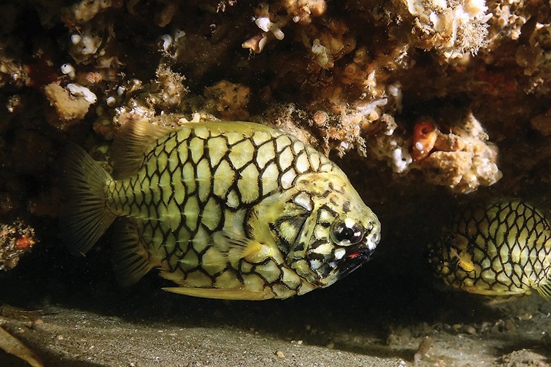 A pale yellow fish, with a black hexagon pattern on it
