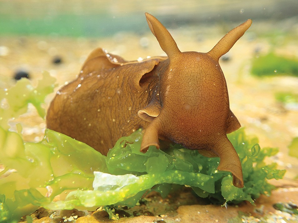 A brown slug on a green leaf