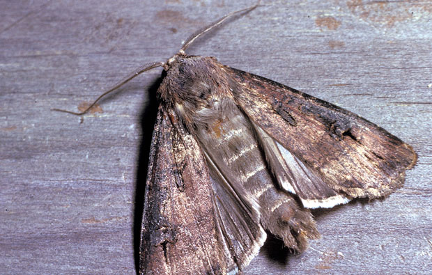 Brown moth with segmented, furry body.