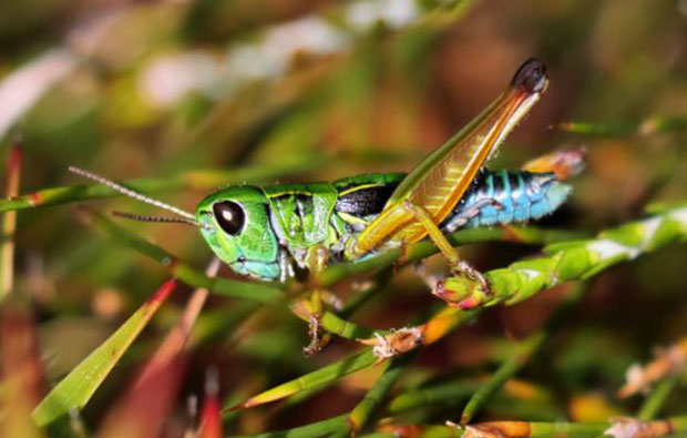 Green grasshopper on a stem of grass.