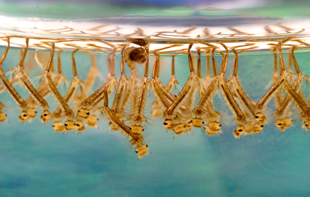 Mosquito larvae under the surface of the water.