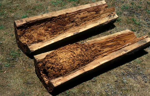 Wooden log split in half revealing a mound of termites inside.