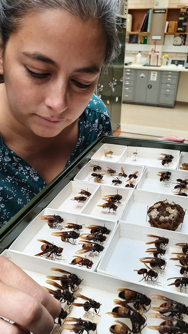 Person looking at insect collection pinned in boxes.