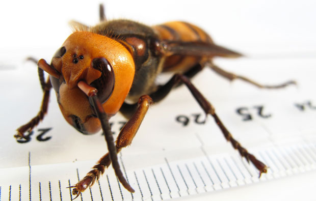 Image of a giant hornet