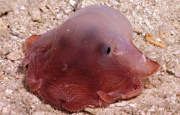 Photo of an octopus looking like a pink jelly lump.