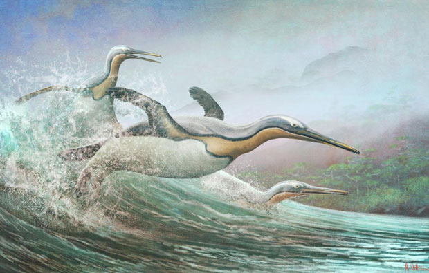 Illustration of a Kumimanu swimming through a wave
