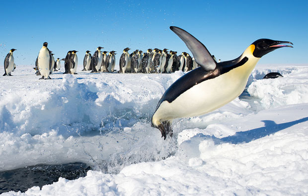 Emporer penguin jumping out of the water.