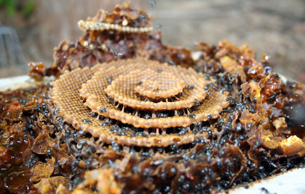 Brown sticky spiral of honeycomb.