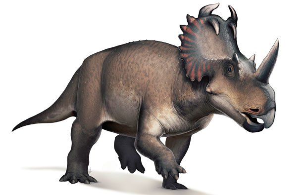Illustration of dinosaur Centrosaurus