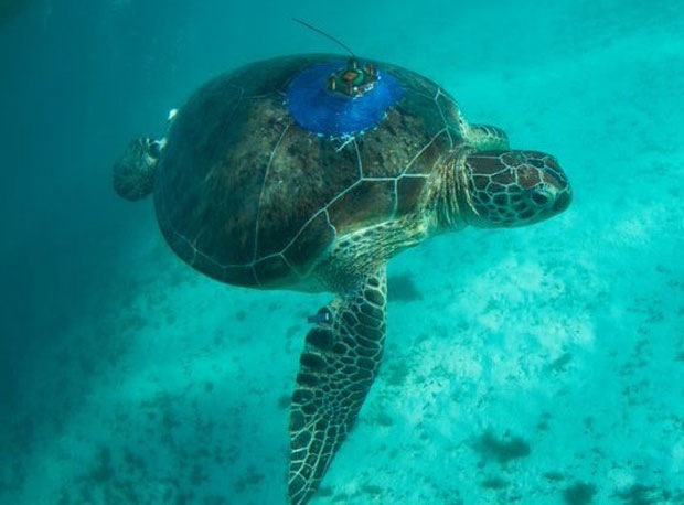 Photo of a turtle with an aerial on it's back, swimming in blue water.
