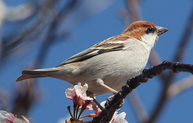 Image of a small brown and tawny coloured bird perched on a twig of a blossom tree.