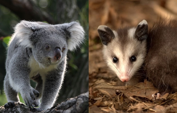 Two images, one of a Koala, the other a possum.