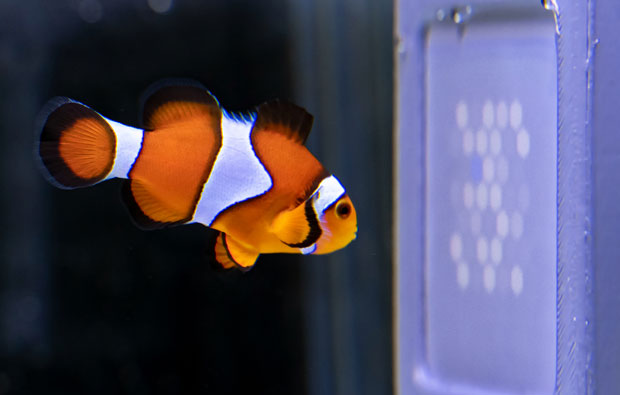 Clownfish looking at a purple dotted screen.