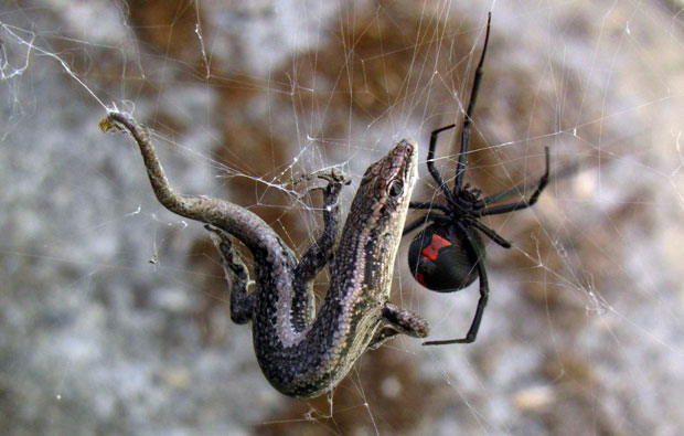 A redback spider with a small lizard trapped in its web