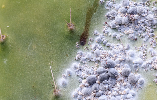 a close-up of a cactus with many white, dusty looking insects on it